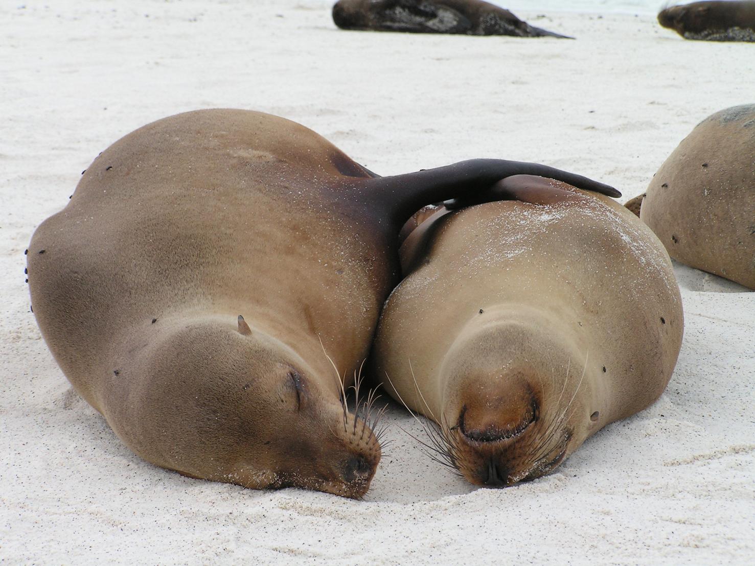 GALAPAGOS